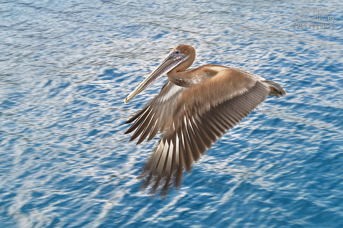 Galapagos - Santa Cruz - Pelican  Stefan Cruysberghs